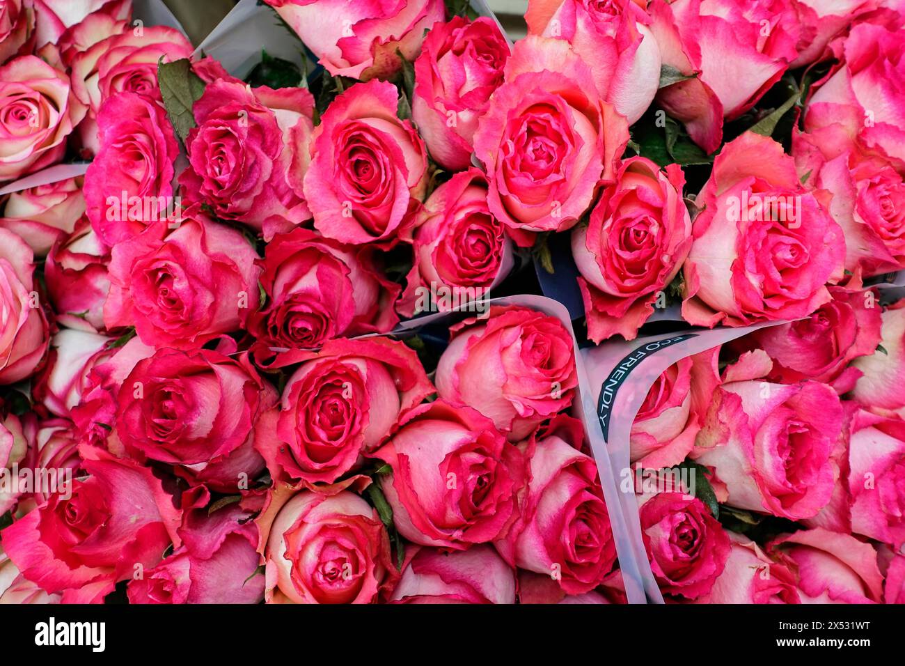 Bouquet di rose rosa (rosa) con dettagli bianchi nei petali, vendita di fiori, stazione centrale, Amburgo, città anseatica di Amburgo, Germania Foto Stock