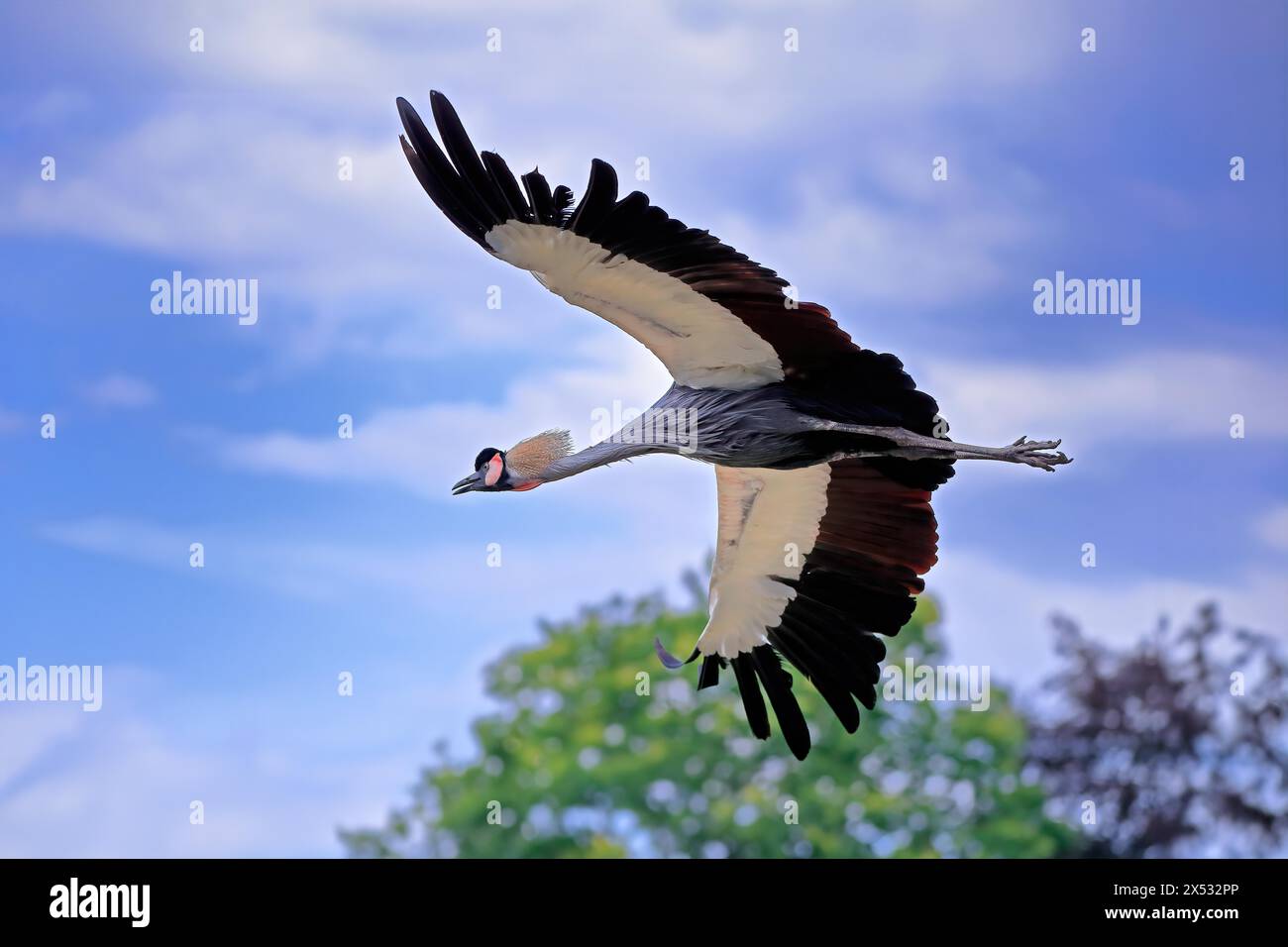 Gru a corona grigia (Balearica regulorum), adulto, volante, prigioniero Foto Stock