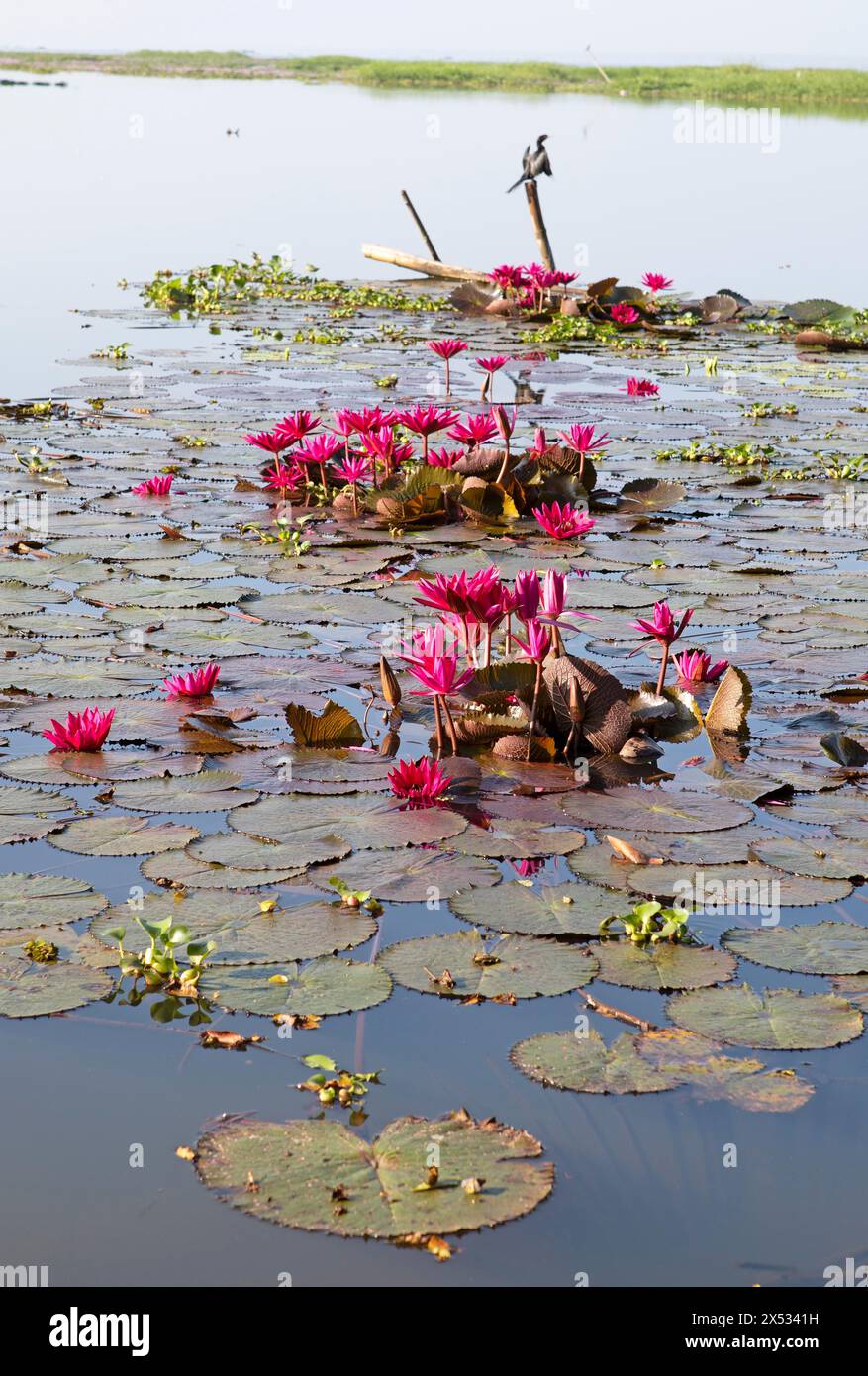Nymphaea pubescens o ninfee o ninfee rosa, Backwaters, Kerala, India Foto Stock