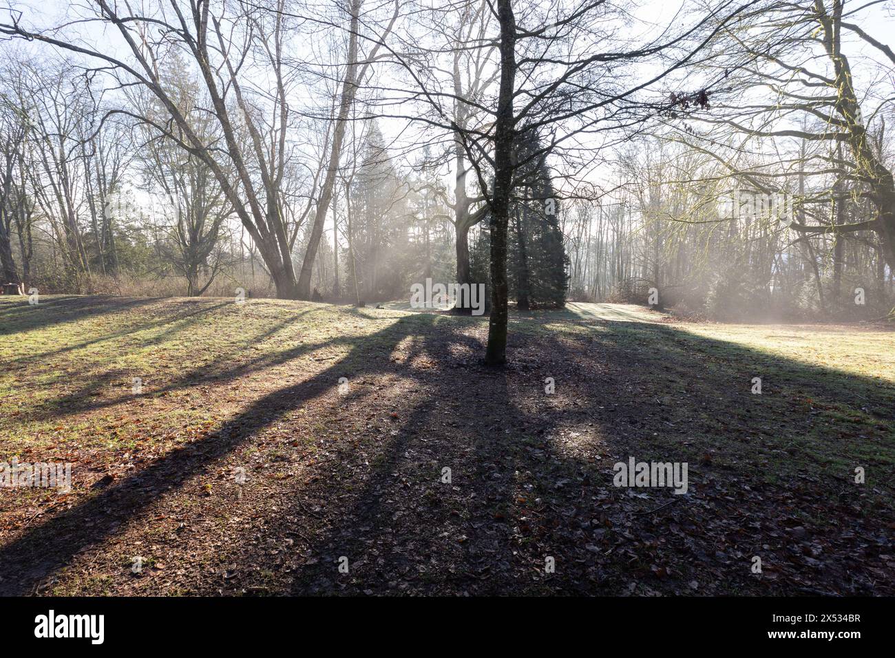 Foresta nebbiosa mattina Foto Stock