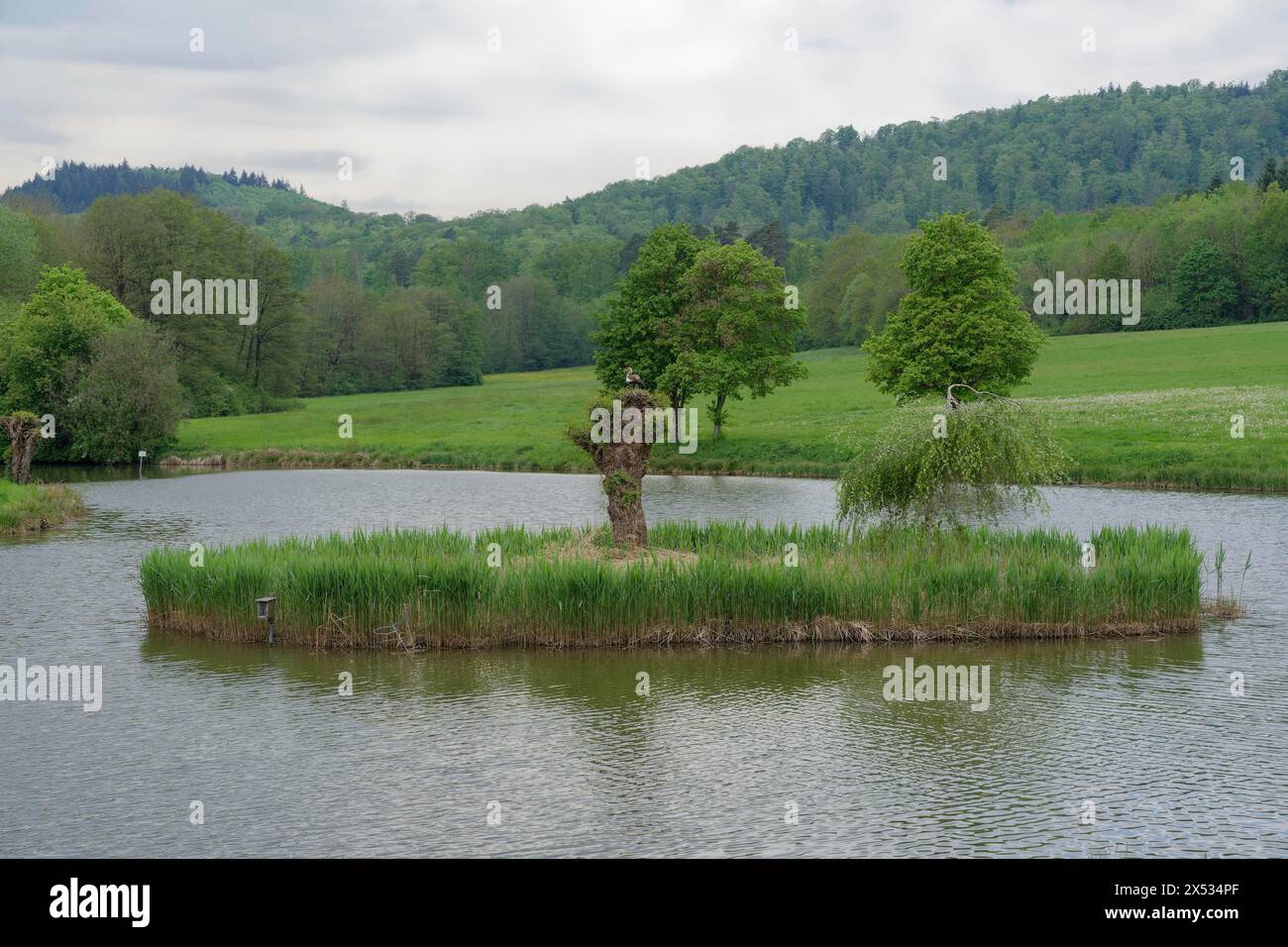 Isola in stagno per la riproduzione di pesci, oca egiziana, Harrier, stagno, stagno per pesci, stagno, Schwaebisch Hall, Schwaebisch-Fraenkischer Wald Nature Park, Hohenlohe Foto Stock