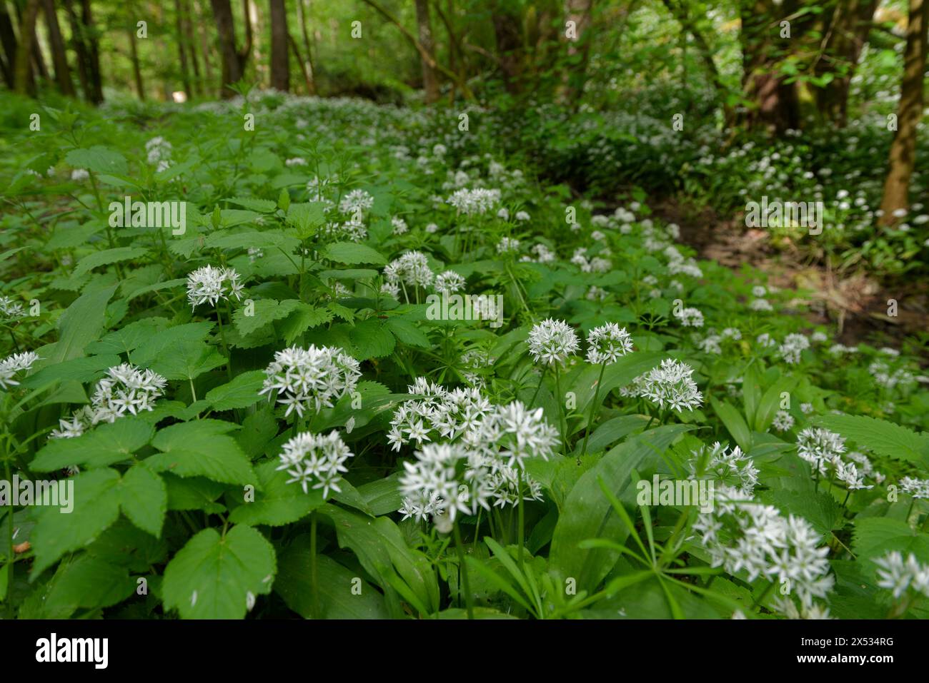 Ramson in fiore nella valle di Kupfertal, Neufels, Neuenstein-Neufels, escursioni, attività ricreative, natura, rame, maggio, primavera, ortaggi selvatici, Hohenlohe Foto Stock