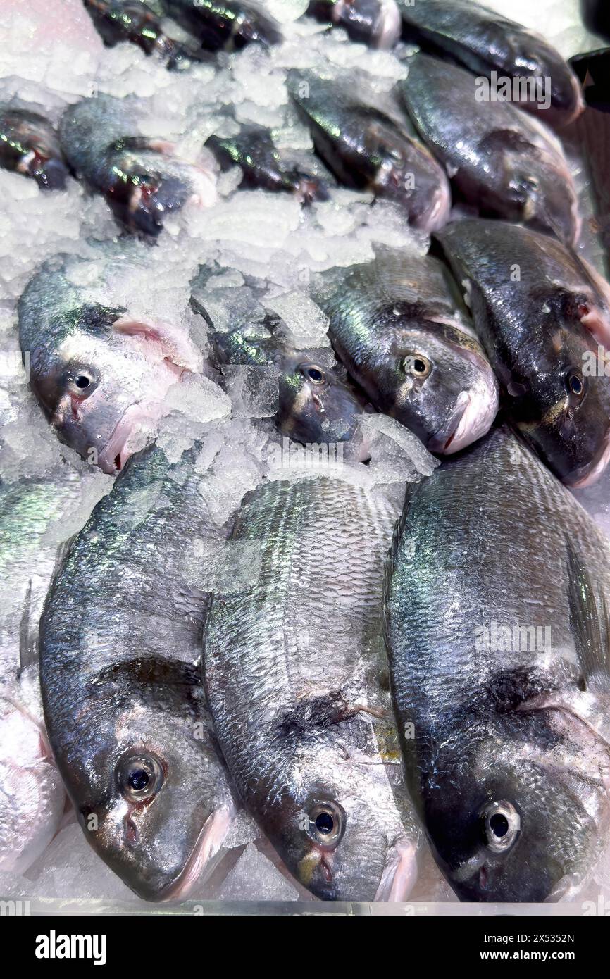 Esposizione di pesce pescato pesce intero pesce intero pesce fresco orata della testa di gilt (Sparus aurata) orata della testa dorata su ghiaccio in pesce da banco refrigerato Foto Stock