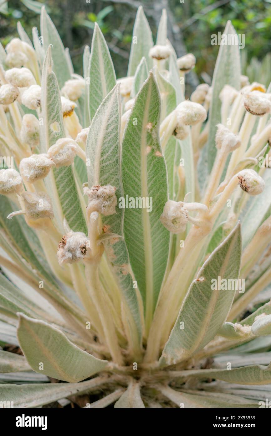 Foglie e fiori di un frailejon, Espeletia killipii, che cresce nei paramos della Colombia Foto Stock
