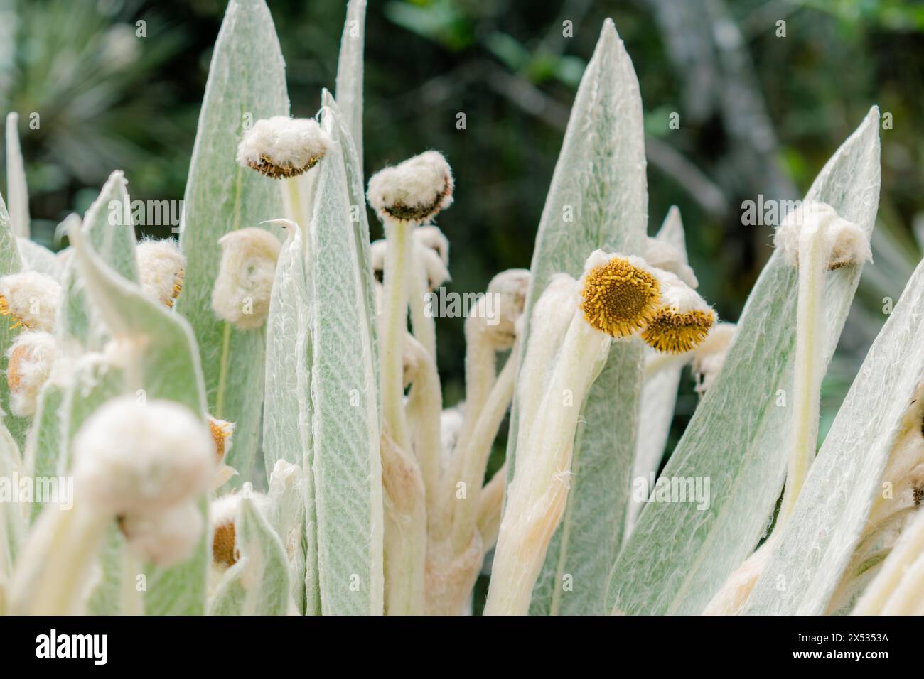 Foto dettagliata delle foglie e dei fiori di un frailejon, Espeletia killipii, che cresce nei paramos della Colombia Foto Stock