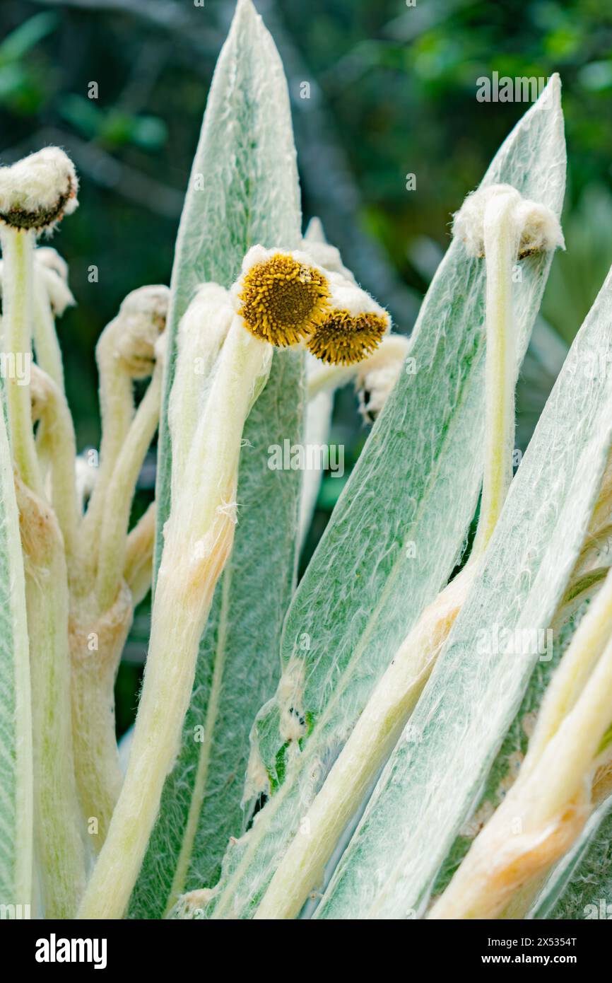 Foto dettagliata delle foglie e dei fiori di un frailejon, Espeletia killipii, che cresce nei paramos della Colombia Foto Stock