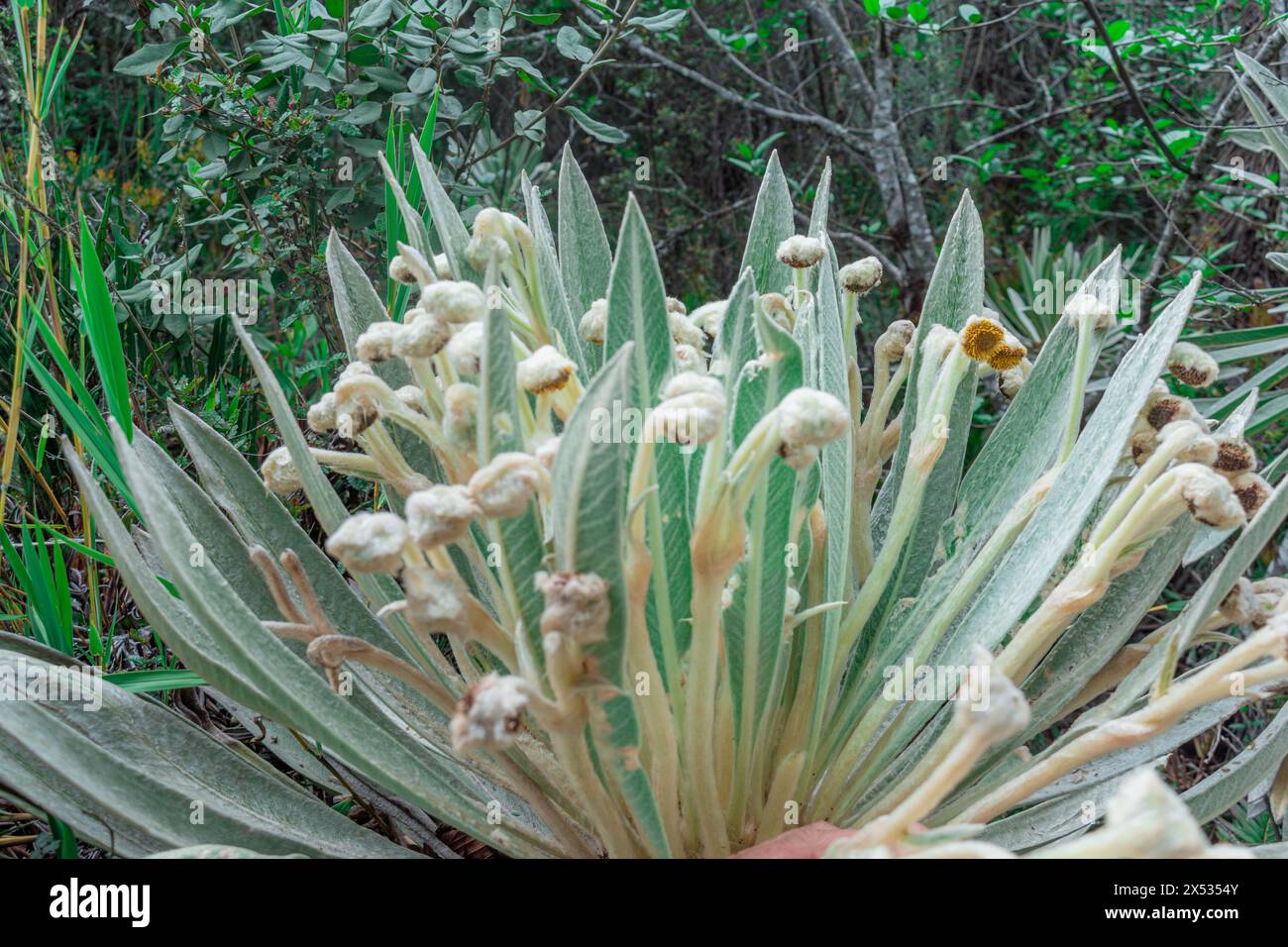 Parte superiore di un frailejon, Espeletia killipii, in cui si possono vedere le foglie e i fiori, che cresce nei paramos della Colombia Foto Stock