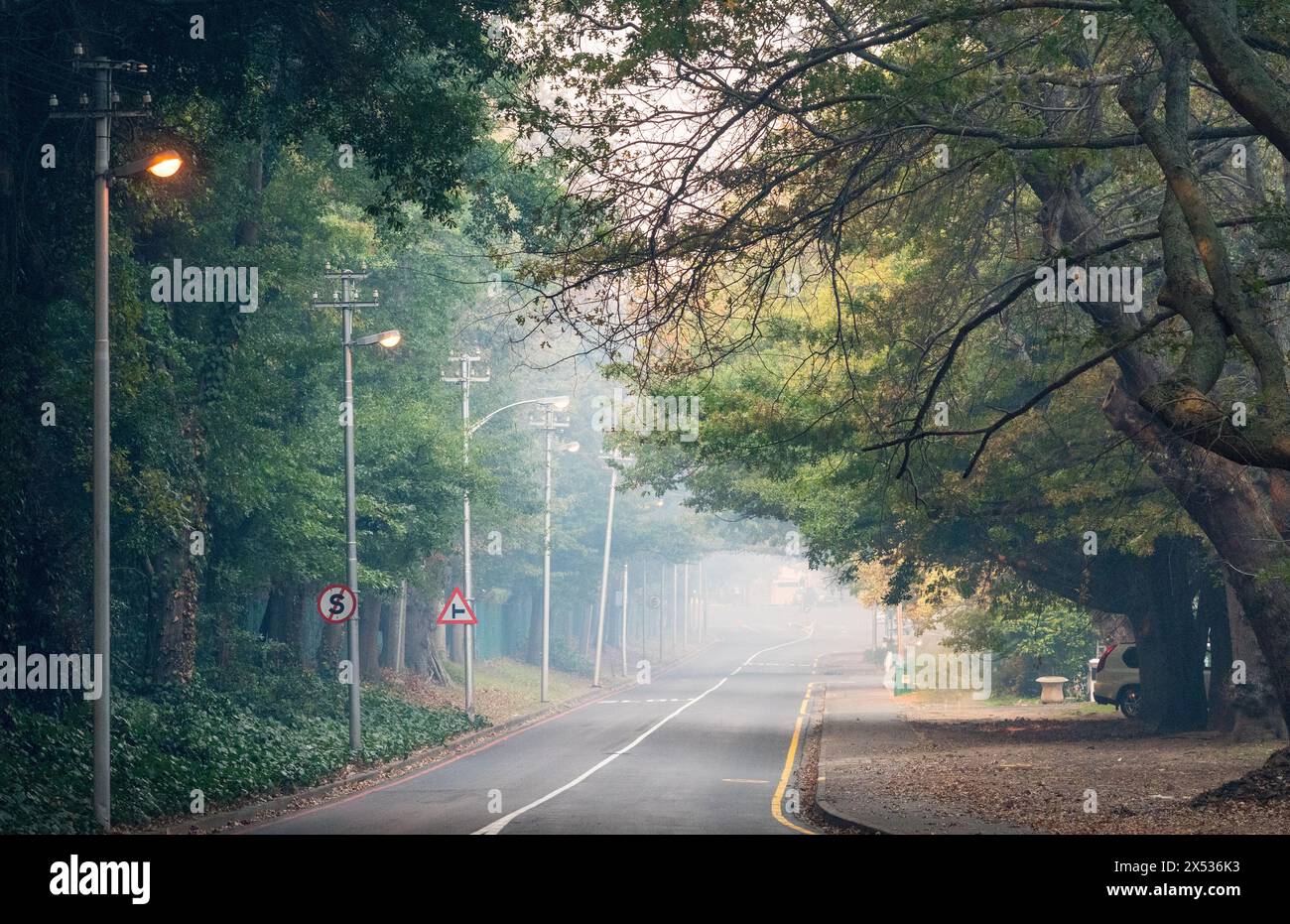 Il fumo nebulizzato riempiva la strada vuota fiancheggiata da grandi alberi di quercia e pali elettrici in un sobborgo durante un incendio selvaggio a città del Capo, in Sudafrica Foto Stock