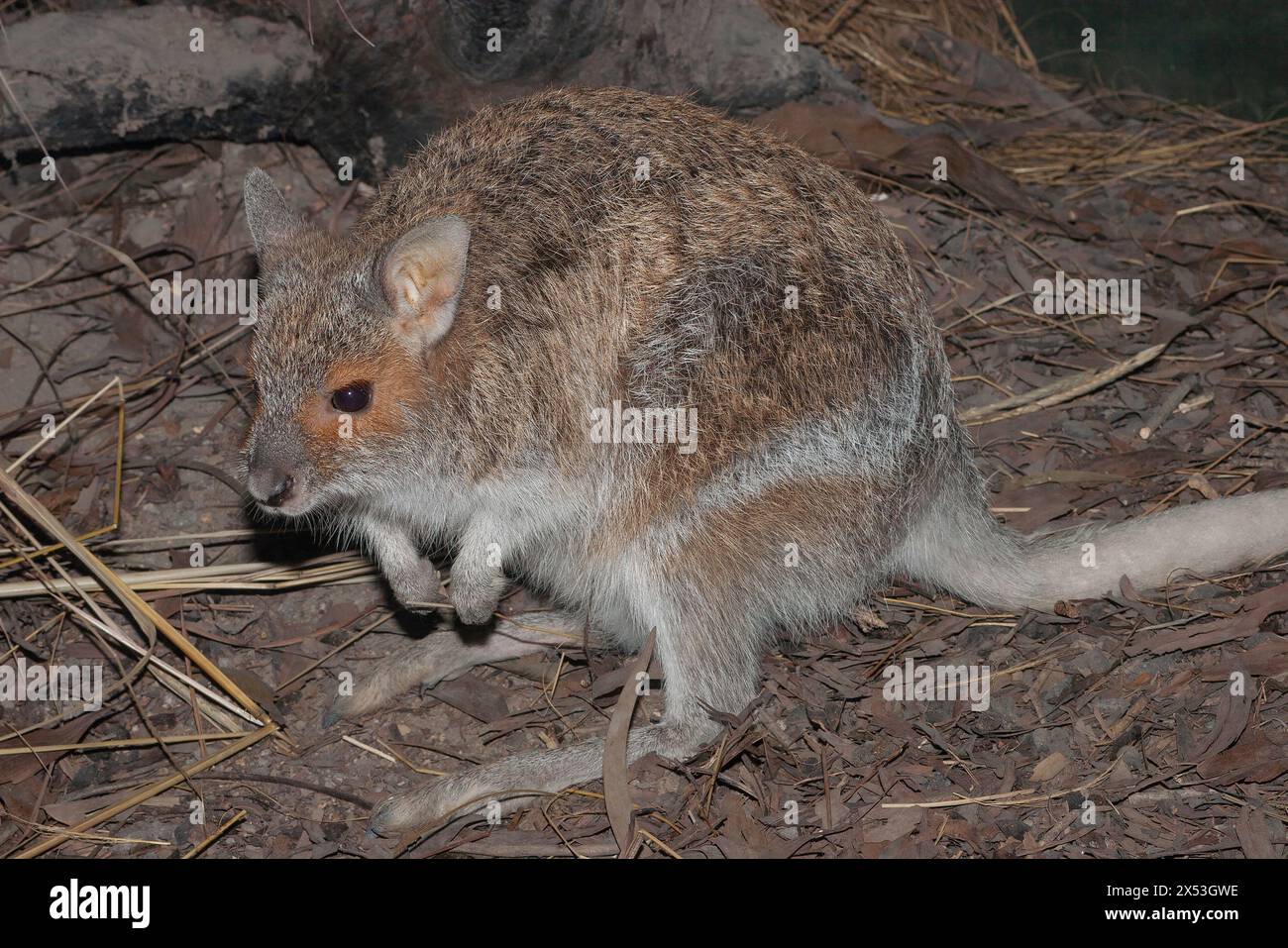 Primo piano di un wallaby lepre-lepre australiano Foto Stock