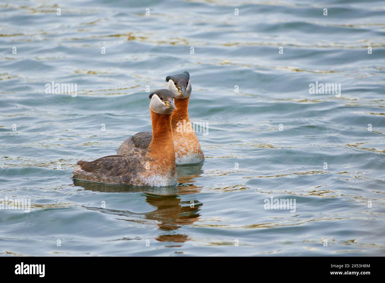 Incontro aggraziato: Il Grebe dal collo rosso nel suo regno acquatico Foto Stock