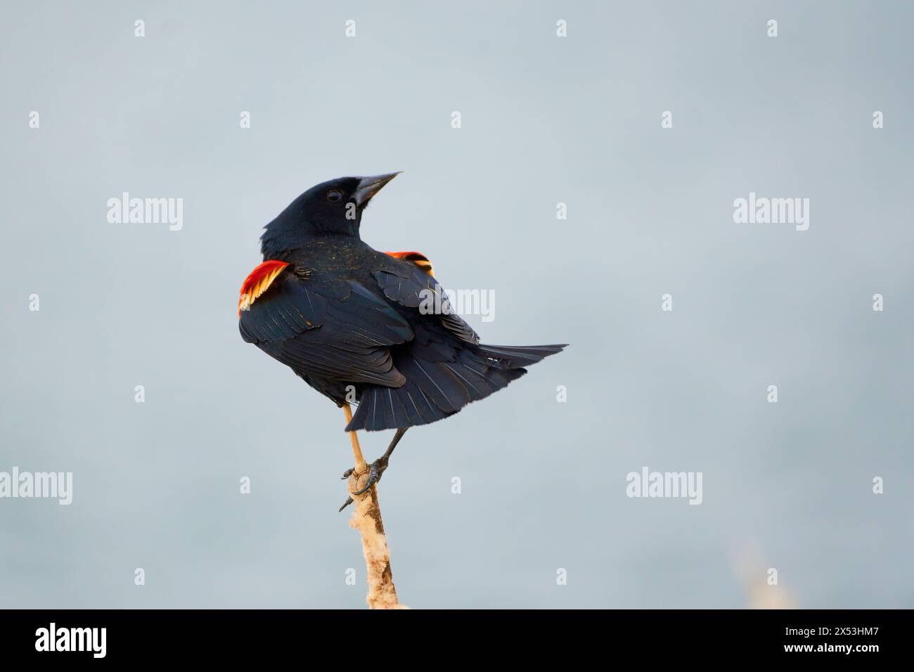 Sergente Blackbird: Esplorare la natura selvaggia della bellezza aviaria migratoria del Canada Foto Stock