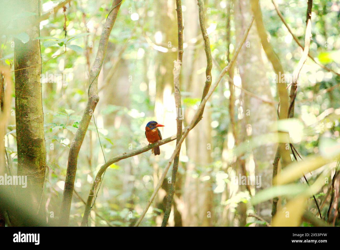 Un kingfisher, probabilmente il kingfisher con il fondo verde (Actenoides monachus), nella riserva naturale di Tangkoko, Sulawesi settentrionale, Indonesia. Il cambiamento climatico è uno dei principali fattori che influenzano la biodiversità in tutto il mondo a un ritmo allarmante secondo un team di scienziati guidato da Antonio Acini Vasquez-Aguilar nel loro documento del marzo 2024 sulla valutazione di Environ Monit. L'Unione Internazionale per la conservazione della natura (IUCN) afferma anche che l'aumento delle temperature ha portato a cambiamenti ecologici, comportamentali e fisiologici nelle specie animali e nella biodiversità. "Gli effetti del cambiamento climatico anche sulle specie più piccole.. Foto Stock