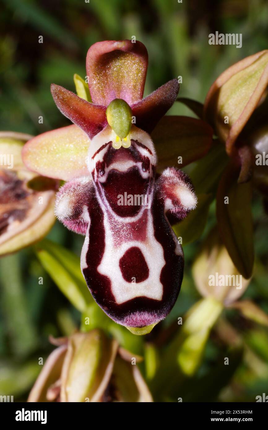 Orchidea delle api di Cipro (Ophrys kotschyi) in fiore, in habitat naturale a Cipro Foto Stock