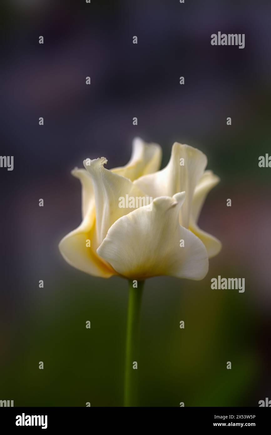 Primo piano di un singolo fiore di Tulipa 'Corona gialla' in un giardino in primavera su uno sfondo scuro Foto Stock