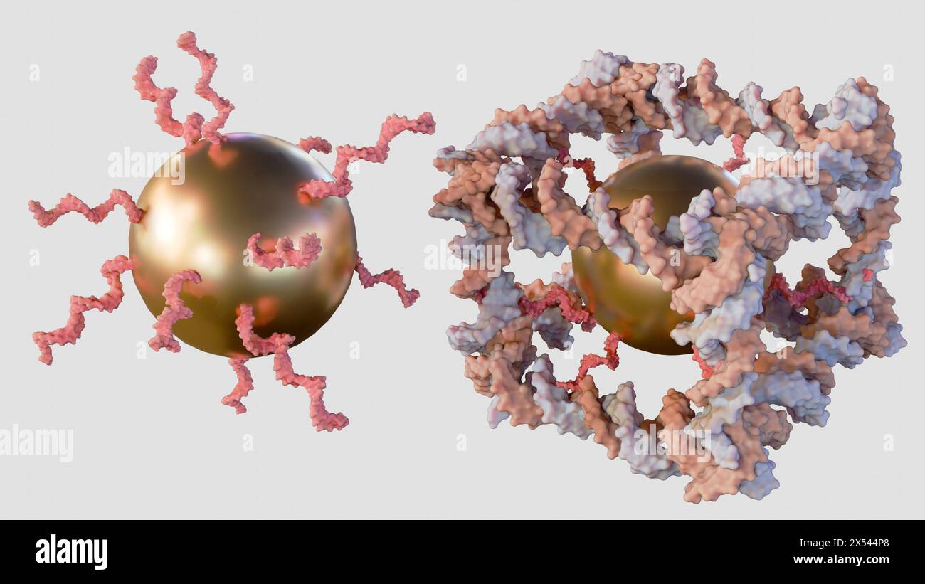 Rendering 3d di nanoparticelle d'oro coniugate all'interno della costruzione dal DNA di un complesso molecolare covalentemente chiuso simile a un cubo Foto Stock