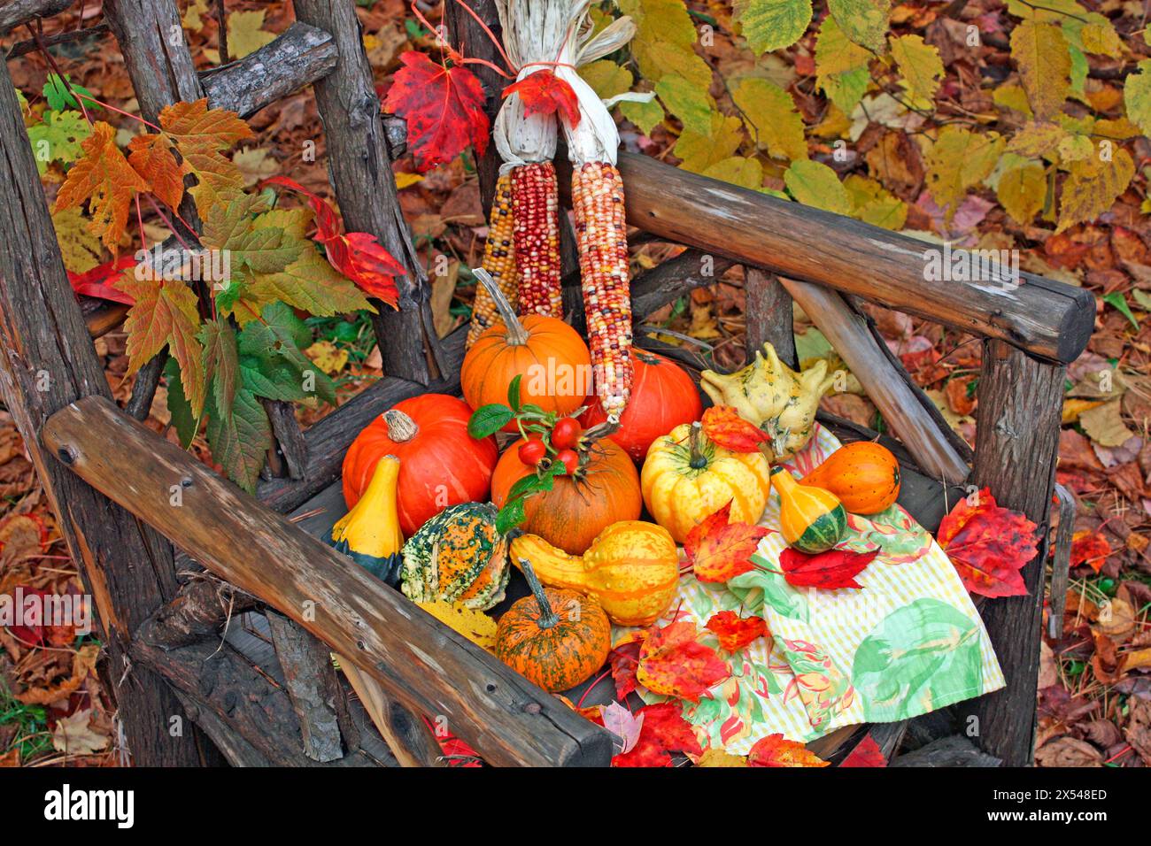 botanica, zucche colorate, mais e rosehips su una sedia in legno rustica con foglie acer. ALL'APERTO, INFORMAZIONI-AUTORIZZAZIONE-AGGIUNTIVE-NON-DISPONIBILI Foto Stock