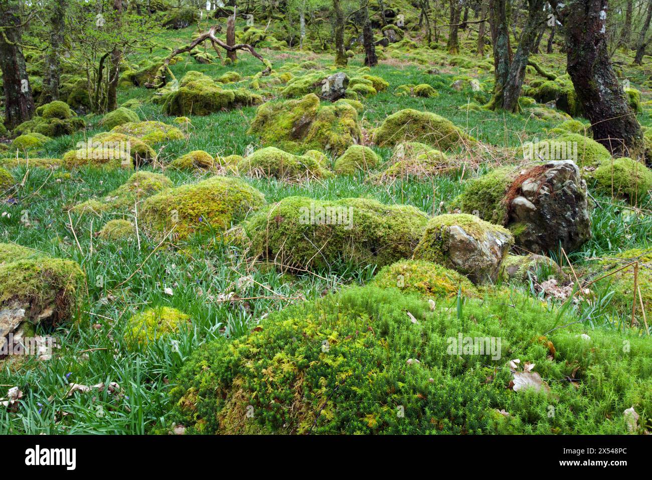 Questa foresta pluviale temperata celtica nella valle del LLugwy (Snowdonia) è ricca di bryofiti come Rhytidiadelphus loreus e Thuidium tamariscinum. Foto Stock