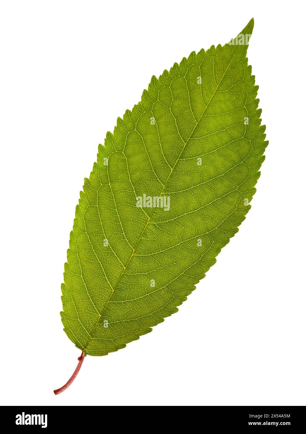 Cherry leaf isolati su sfondo bianco Foto Stock