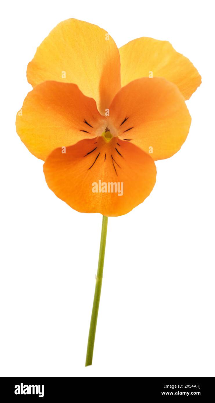 Fiore di pansia arancione isolato su sfondo bianco Foto Stock