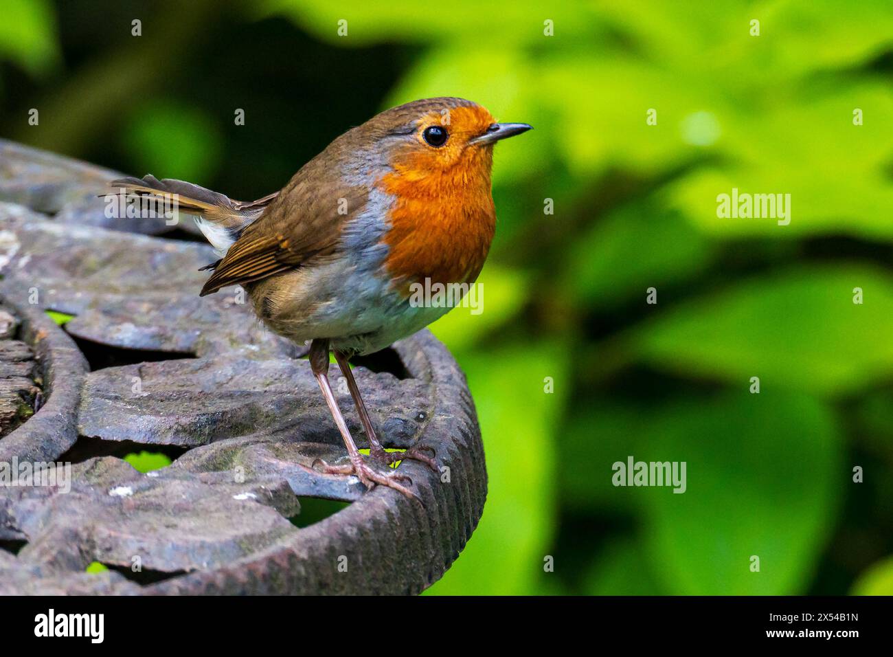 Uccello da giardino Robin. Foto Stock
