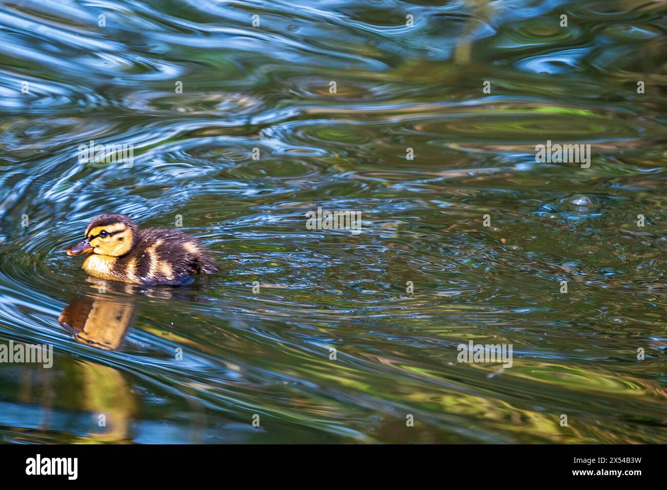 Anatroccolo di Mallard che si addormenta sull'acqua colorata del pondolino. Foto Stock