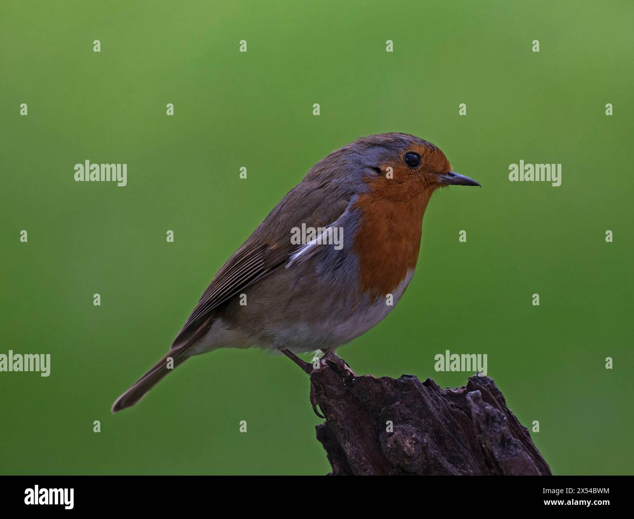 Unione robin appollaiato Foto Stock