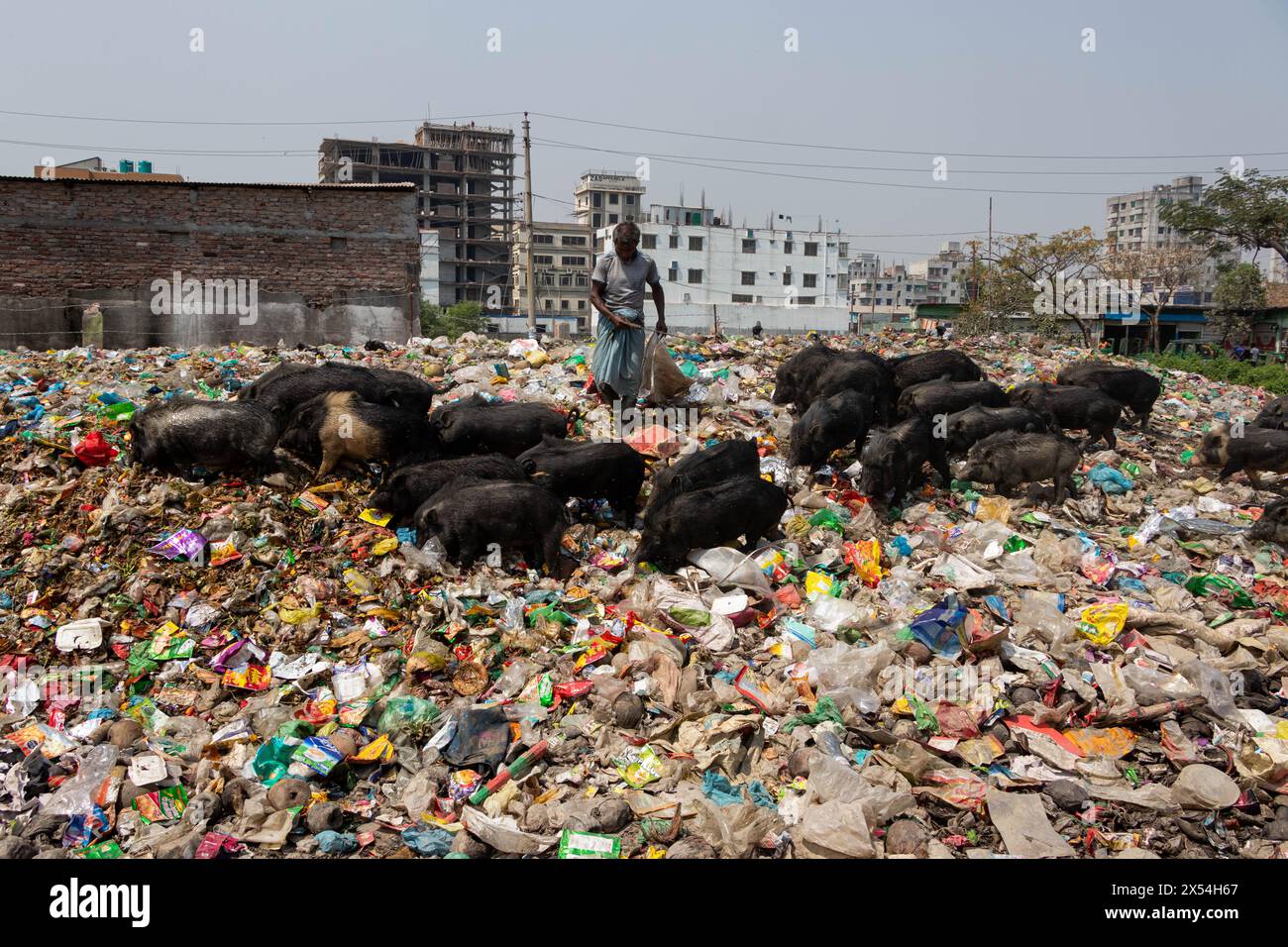 Narayanganj, Dacca, Bangladesh. 7 maggio 2024. La pratica di allevare suini in una discarica di rifiuti a Narayanganj, Bangladesh, dove vengono alimentati principalmente con sporcizia da pali di spazzatura, è un metodo preoccupante e antiigienico di allevamento dei suini. Per ridurre il consumo di mangimi, i suini vengono alimentati principalmente con sporcizia nei pali di spazzatura. Questi suini sono di solito allevati per soddisfare la domanda di carne. L'alimentazione dei suini con tali materiali può comportare vari rischi sia per gli animali che per i consumatori. I suini sono onnivori e la loro dieta influisce in modo significativo sulla qualità della carne prodotta. Crediti: ZUMA Press, Inc./Alamy Live News Foto Stock