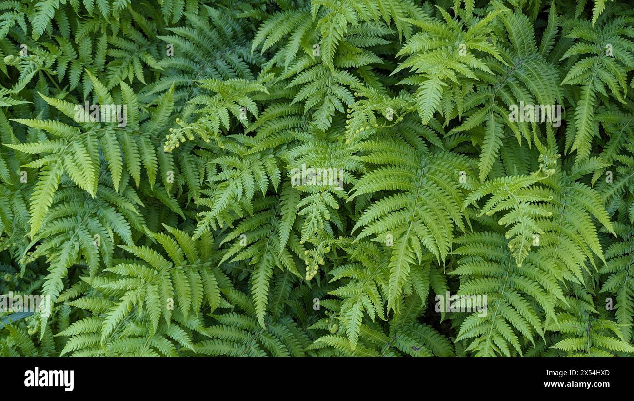 trama dello sfondo in felce verde naturale Foto Stock