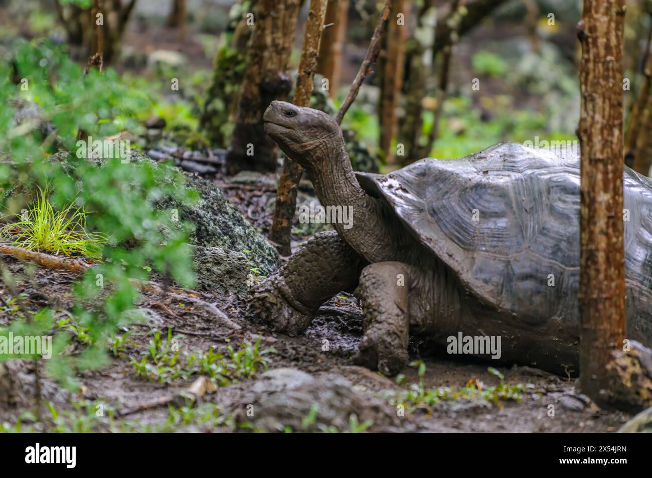 Tortois gigante delle Galapagos (Chelonodis nigra), subspaziali non identificabili. Floreana, Galapagos. Foto Stock