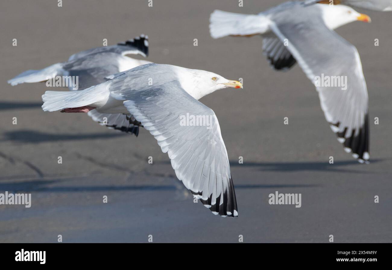 Gull americano di aringa (Larus smithsonianus), in volo in Spagna. Raro vagabondo dal Nord America all'Europa, Spagna Foto Stock