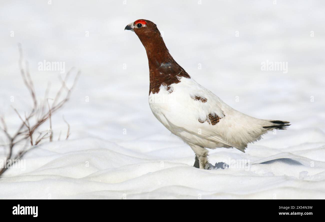 Alaskan Willow Ptarmigan (Lagopus alascensis / alexandrae), maschio nella neve, USA, Alaska Foto Stock