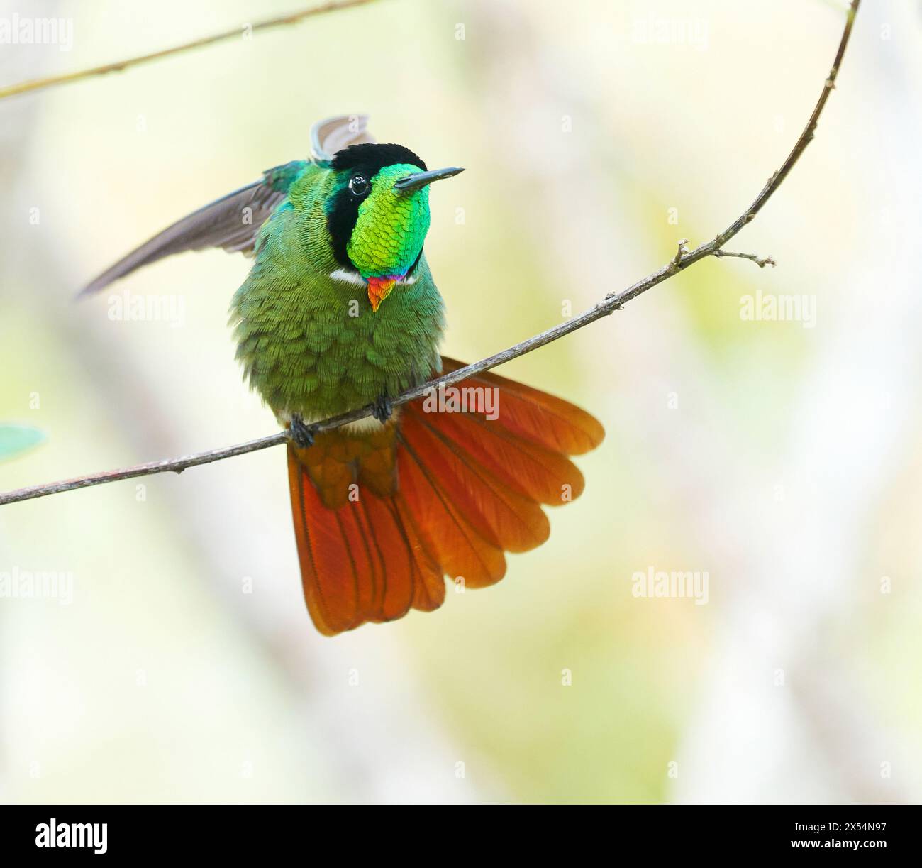 Guardaroba con cappuccio (Augastes lumachella), seduta su un ramo, Preening, Brasile, Chapada Diamantina Foto Stock