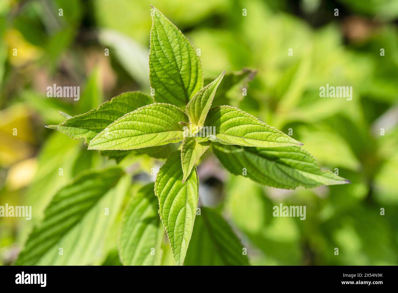 Salvia ananas (salvia rutilans), foglie Foto Stock