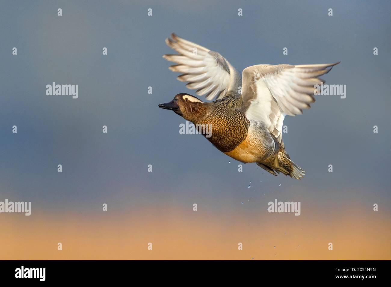 Garganey (Anas querquedula), drake partendo dall'acqua, vista laterale, Italia, Toscana, Colli alti, Firenze; Signa; Foto Stock