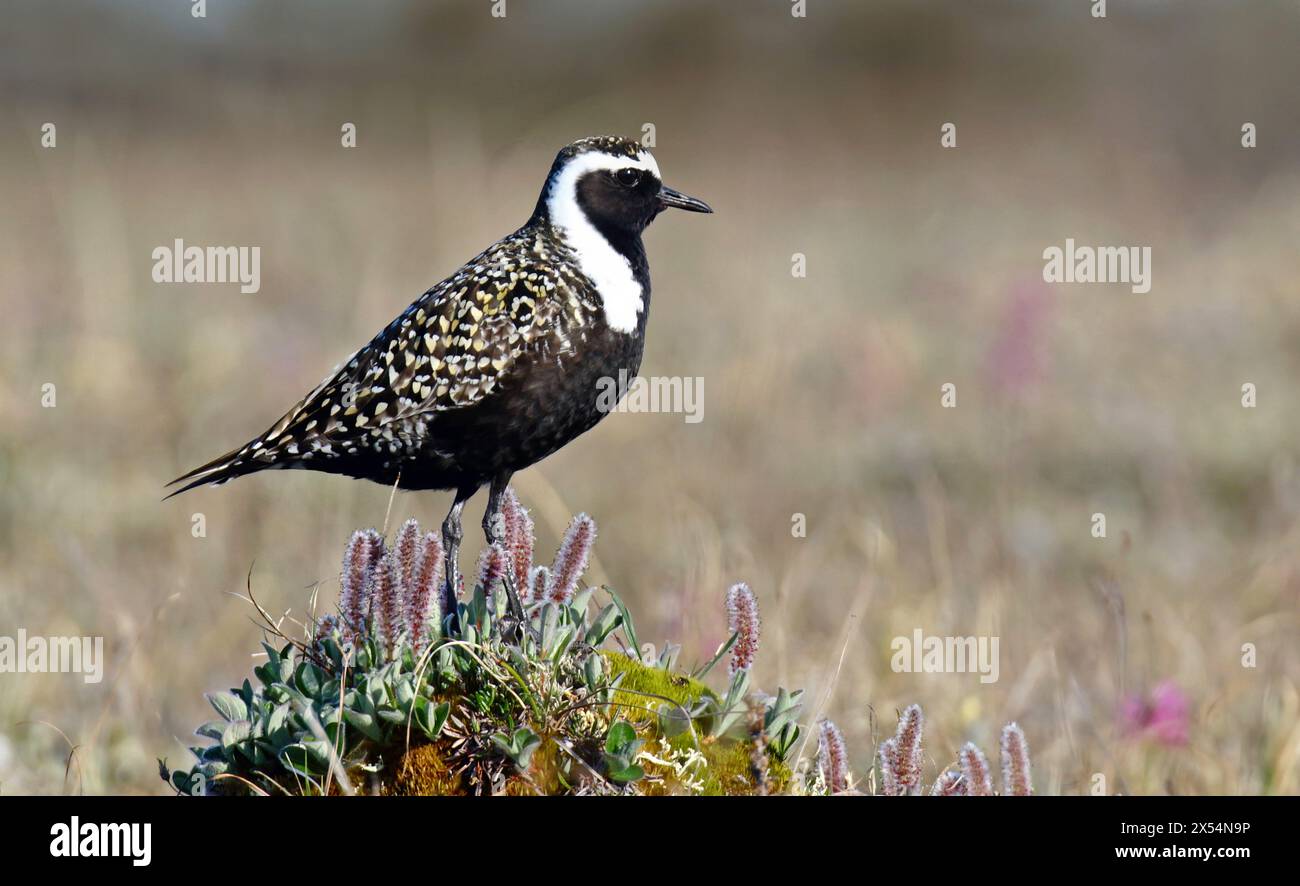 American Golden plover (Pluvialis dominica), adulto in tundra, Stati Uniti, Alaska Foto Stock