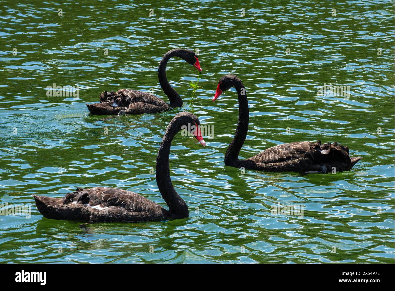 Cigni neri sul lago Rotomahana, la valle vulcanica di Waimangu, Bay of Plenty, North Island, nuova Zelanda Foto Stock