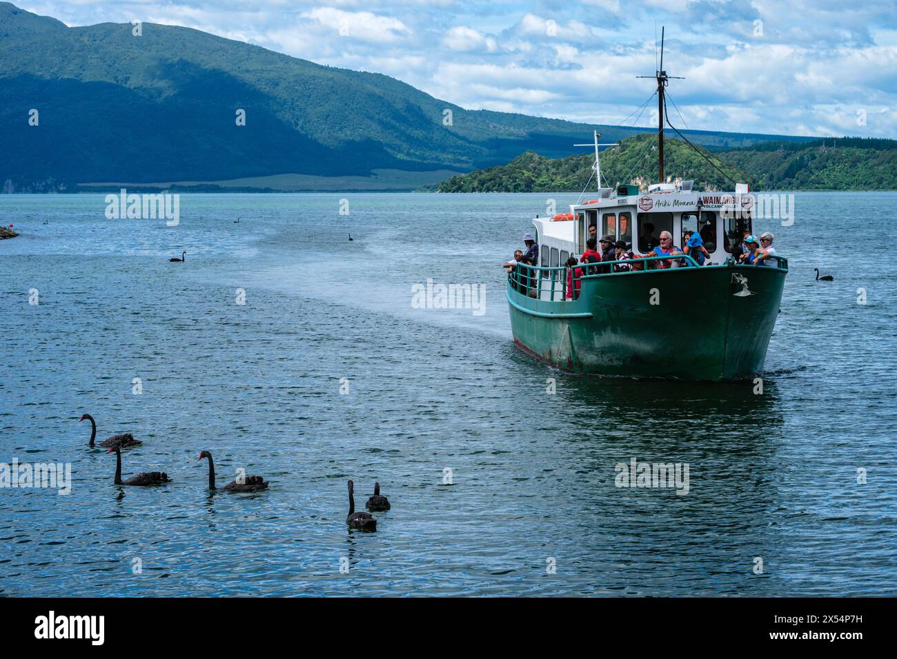 Una barca turistica passa davanti ad alcuni cigni neri sul Lago Rotomahana, la Valle vulcanica di Waimangu, Bay of Plenty, Isola del Nord, nuova Zelanda Foto Stock