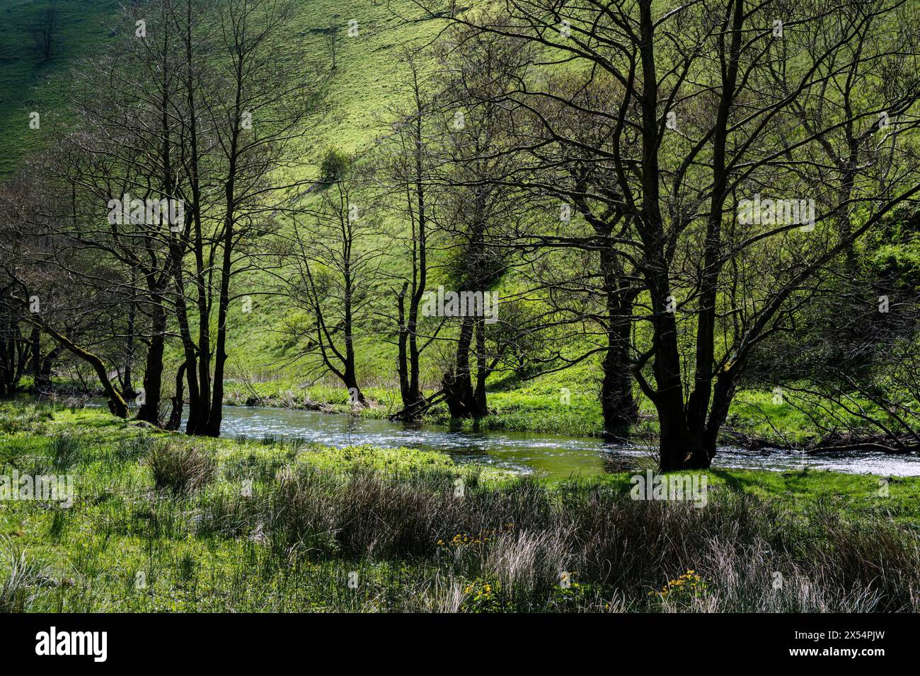 Alberi comuni di ontano (ontano nero) accanto al fiume dove all'inizio della primavera, Wolfscote Dale, Peak District National Park, Derbyshire Foto Stock