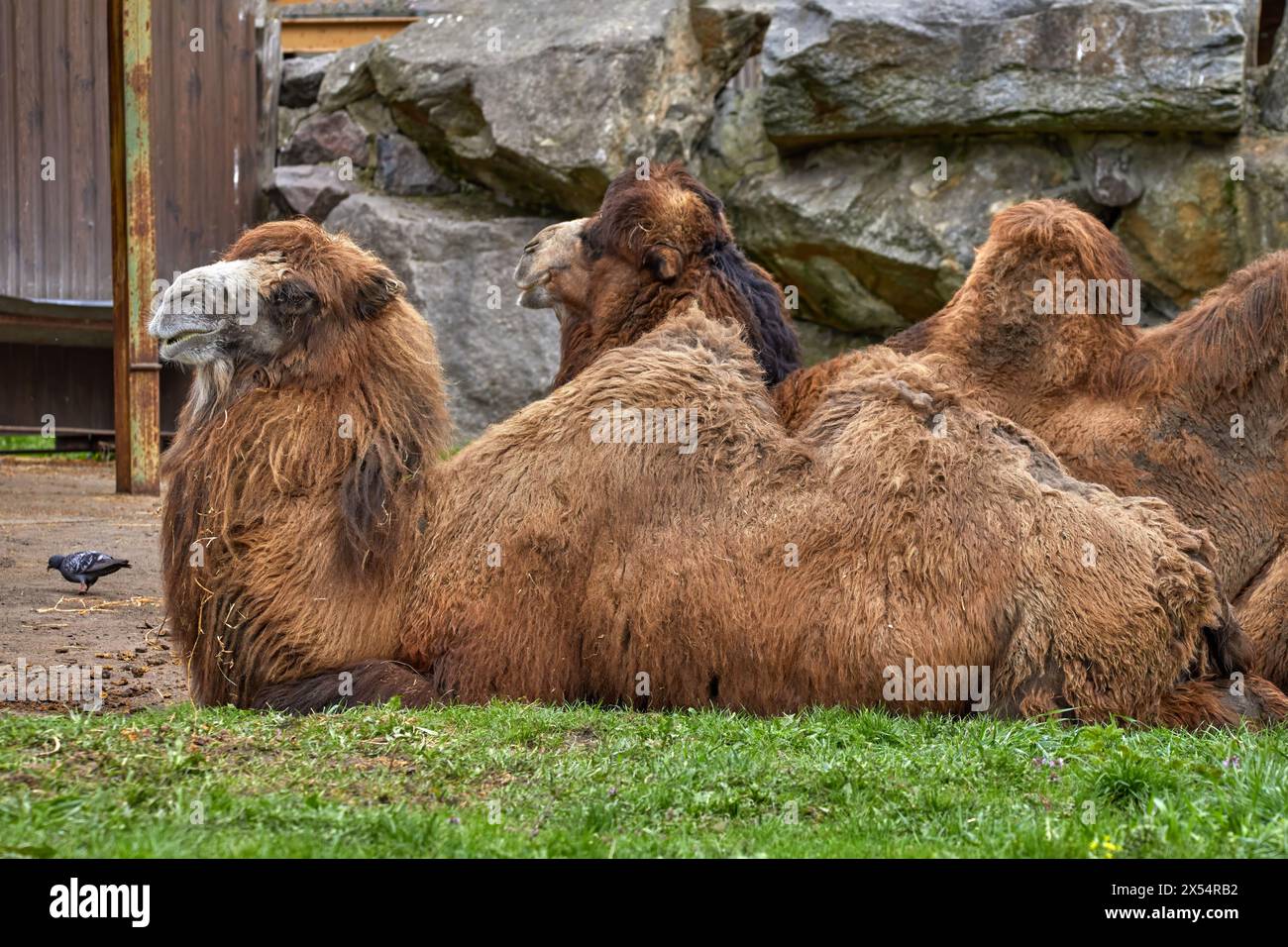Immagine di due grandi cammelli stesi sull'erba Foto Stock