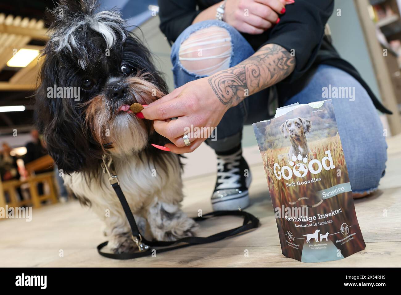Norimberga, Germania. 7 maggio 2024. Dog lui prende uno spuntino di cane fatto con insetti dal suo proprietario. Il cibo per animali domestici sostenibile è una tendenza all'Interzoo, la fiera leader a livello mondiale per l'industria degli animali domestici. Dal 7 al 10 maggio, oltre 2.100 espositori provenienti da 68 paesi parteciperanno all'Interzoo di Norimberga, la fiera leader mondiale per l'industria internazionale degli animali da compagnia, riferisce l'organizzatore di Interzoo WZF GmbH. Crediti: Daniel Löb/dpa/Alamy Live News Foto Stock