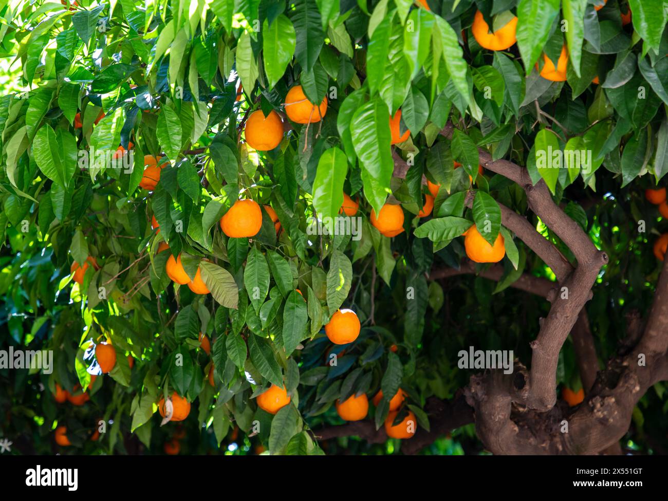 Arance sugli alberi in Andalusia in Spagna Foto Stock