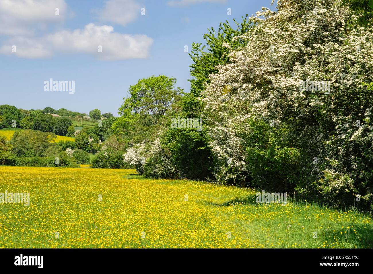 Il sentiero Herefordshire Way attraversa Buttercup Fields nella Golden Valley con Biancospino che fiorisce in estate. Peterchurch Hereford Inghilterra Regno Unito Gran Bretagna Foto Stock
