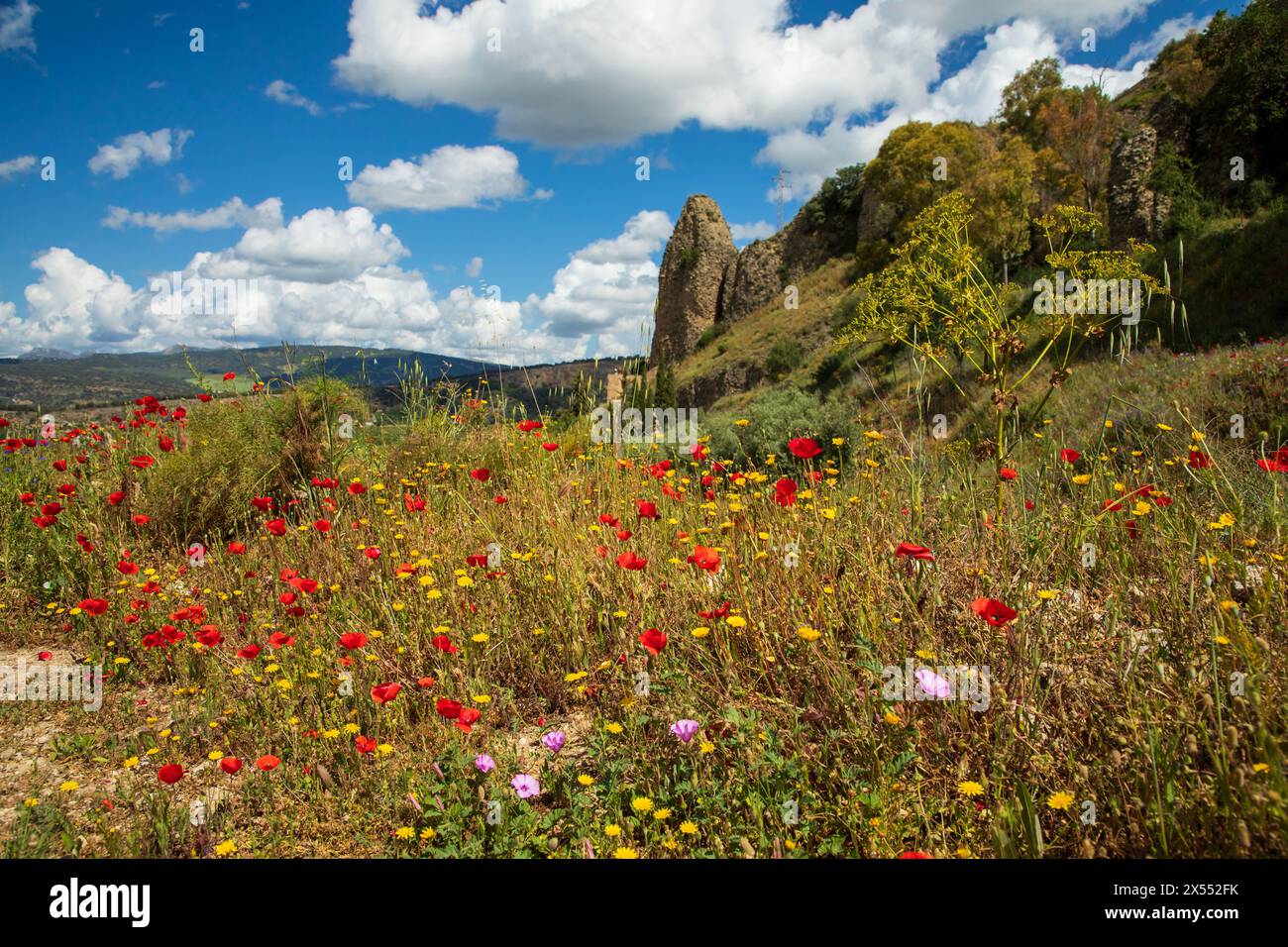 Sentieri per passeggiate intorno a Ronda in Spagna in primavera Foto Stock