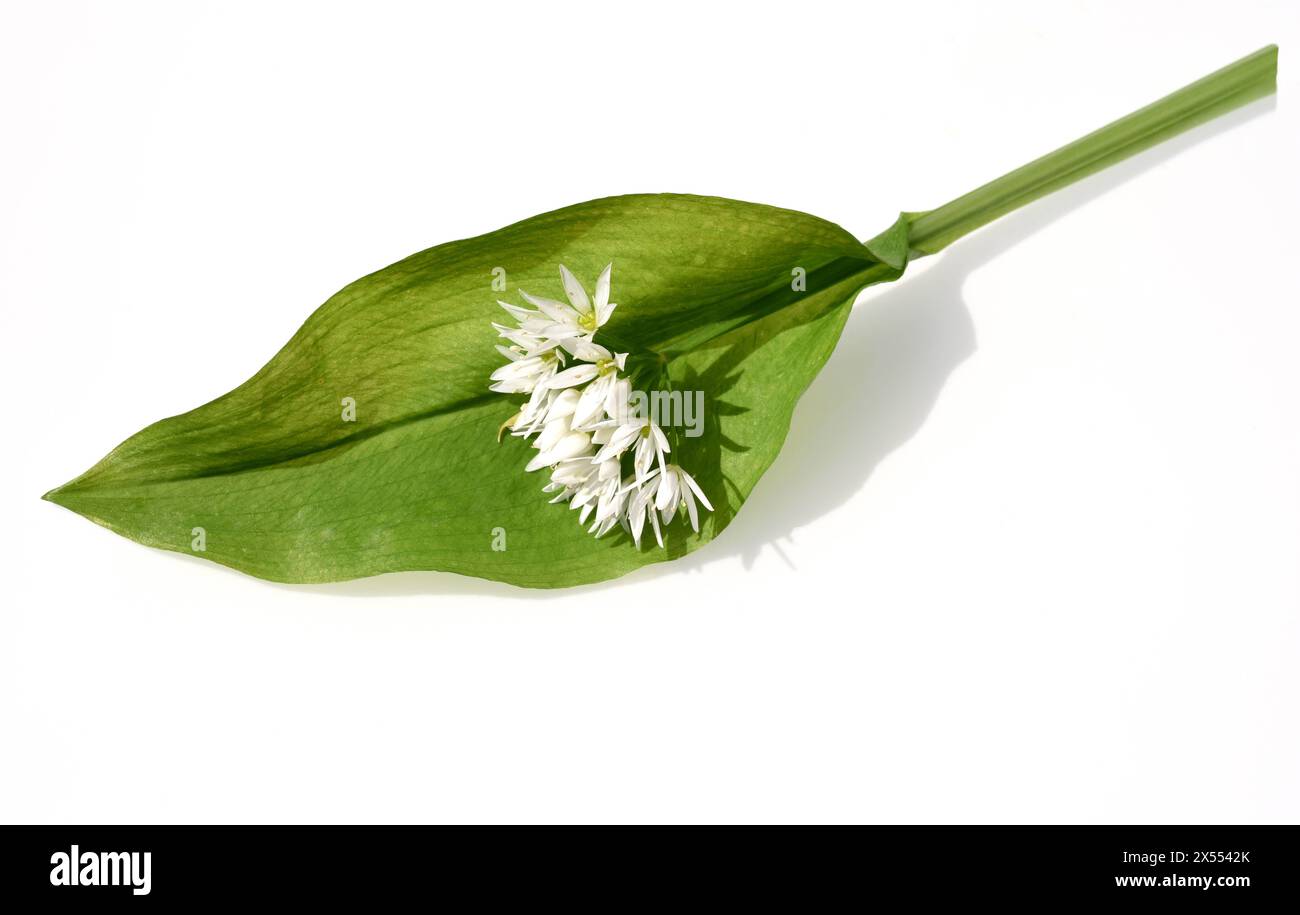Baerlauch ist eine wichtige Wildkraut- und Heilpflanze die ein Knoblauchduft Hat mit weissen Blueten. SIE Hat mehrere giftige Doppelgaenger, wie Maigl Foto Stock