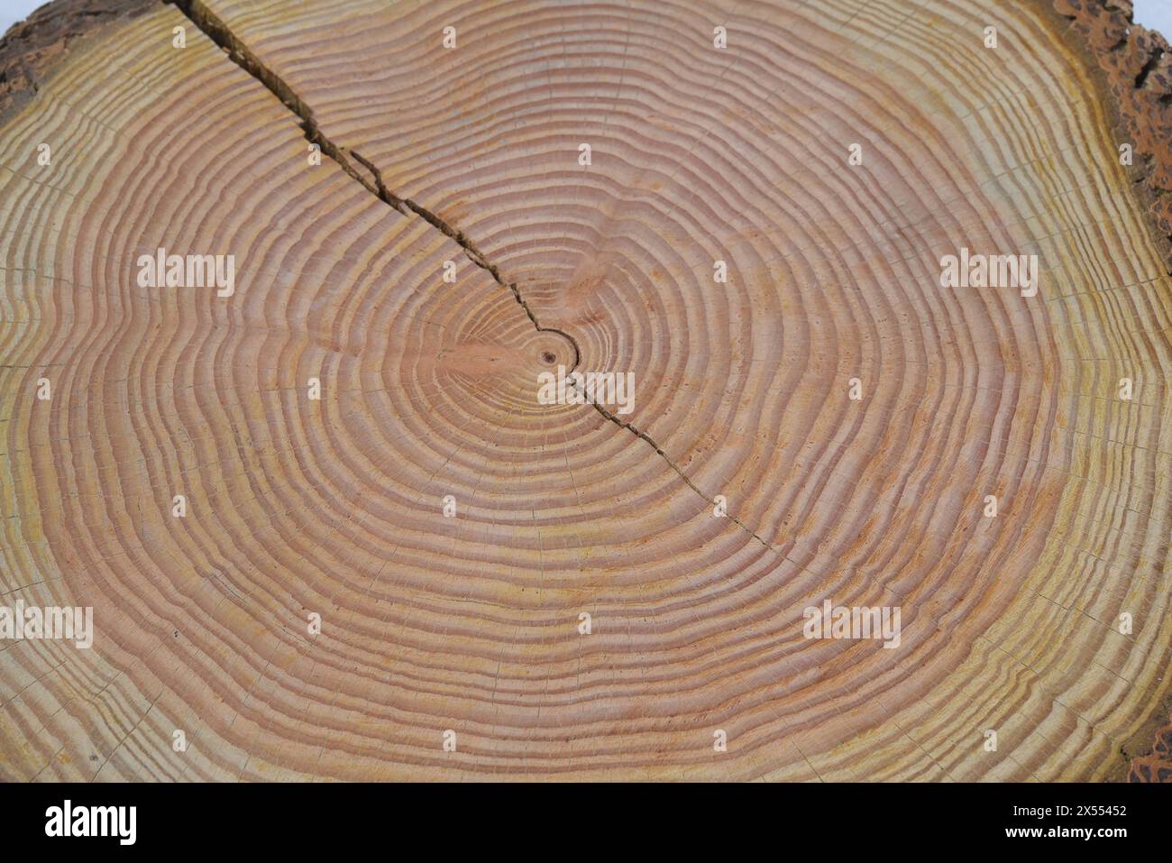 Jahresringe sind die Wachstumsringe eines Baumes im Querschnitt. Gli anelli annuali sono gli anelli di crescita di un albero in sezione trasversale. Jahresringe einen Baume Foto Stock