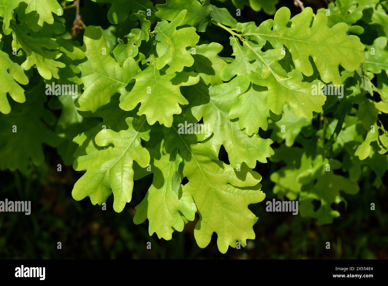 Eiche, Quercus Robur, ist eine heimische Baumart. La quercia, Quercus robur, è un albero nativo. Eichenblaetter, Quercus, Robur *** Oak, Quercus robur, è una na Foto Stock