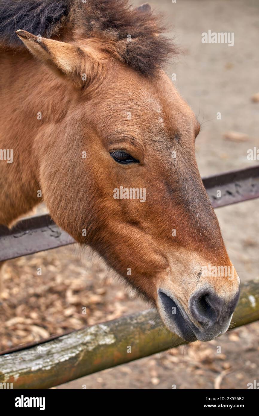 Immagine della testa di un cavallo selvaggio di Przewalski nello zoo Foto Stock