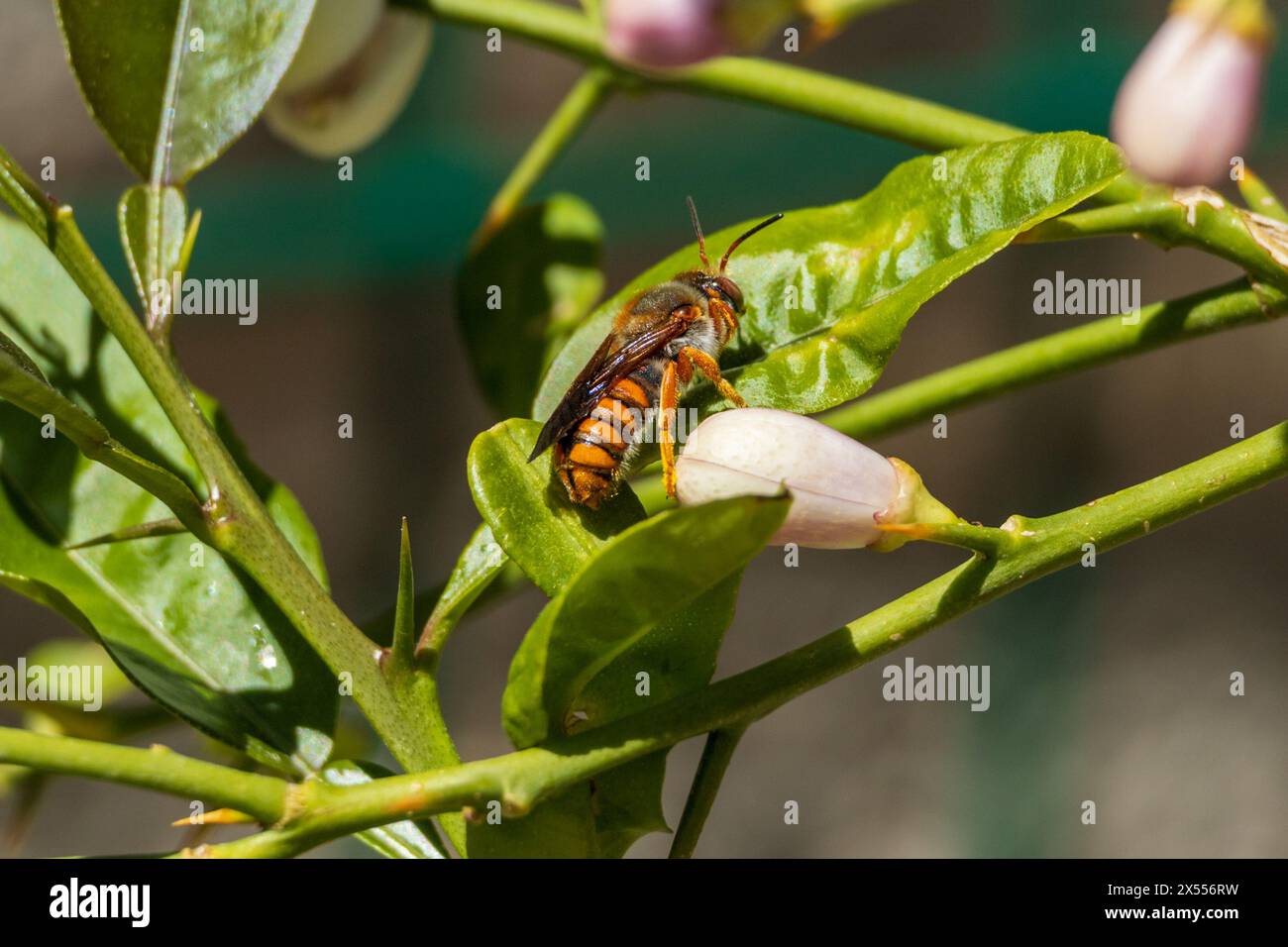 Rhodanthidium sticticum, puntinata rossa-resina Foto Stock