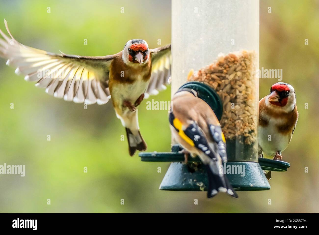 ARCHIVIATO - 10 aprile 2023, Assia, Francoforte sul meno: Goldfinches (goldfinches) raccogliere cibo da un alimentatore in un giardino. L'Unione per la conservazione della natura e della biodiversità (NABU) chiede la campagna di conteggio delle ore degli uccelli da giardino. Foto: Oliver Berg/dpa Foto Stock