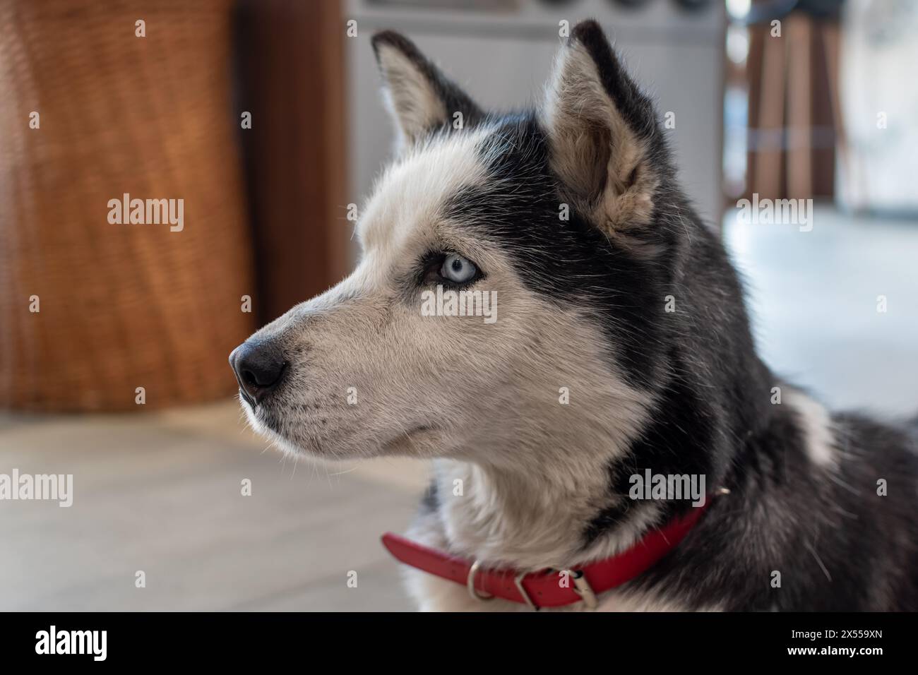 Husky dog adulto con occhi espressivi e look intelligente Foto Stock